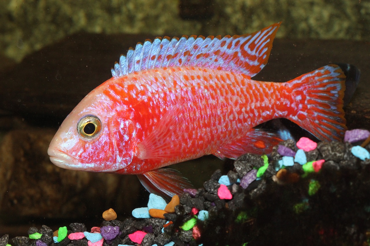 cichlid-gcf5d51eb8_1280