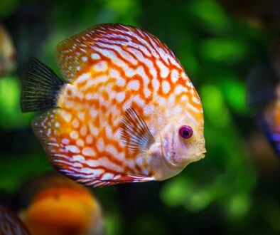 discus-fish-gaf9d45a2e_640