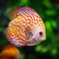 discus-fish-gaf9d45a2e_640 discus-fish-gaf9d45a2e_640