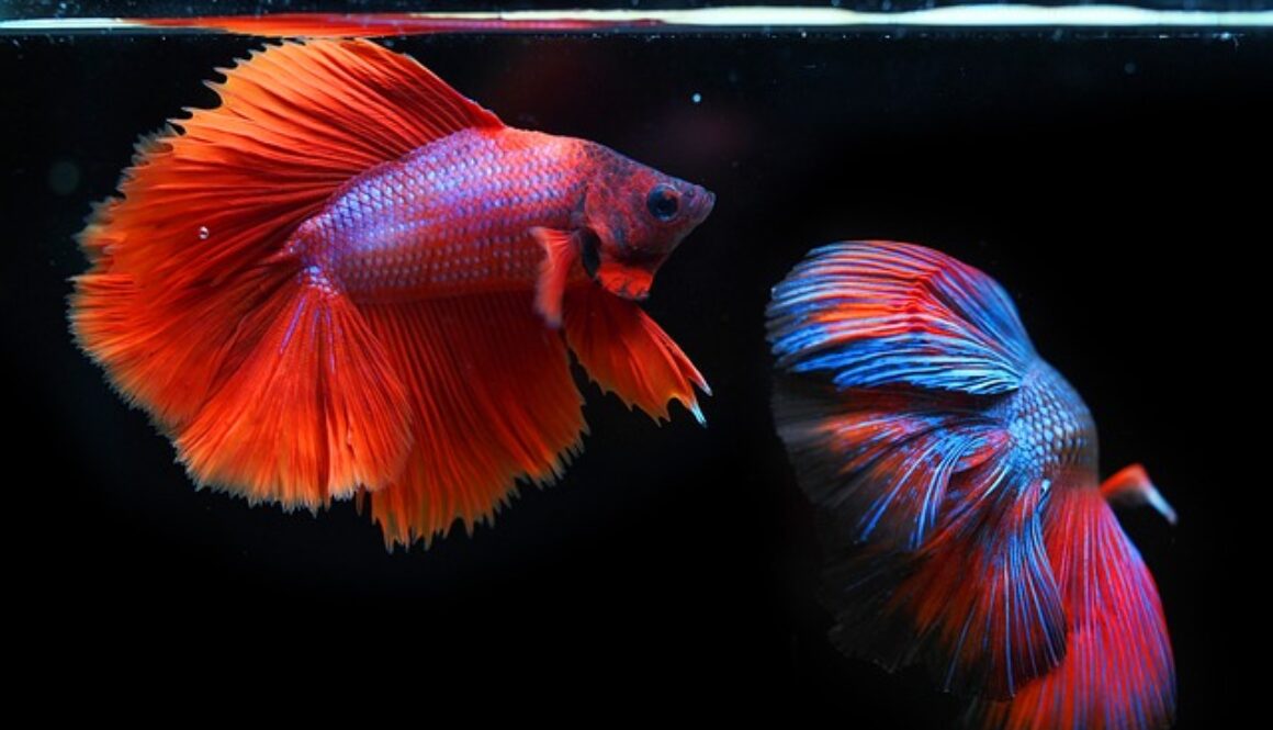 siamese-fighting-fish-g321b1a04c_640