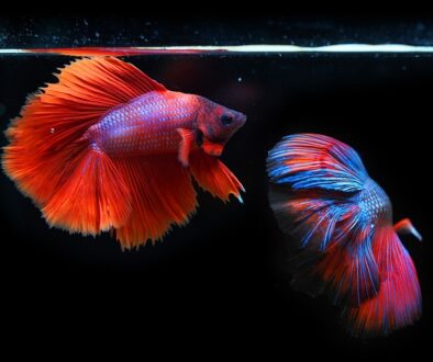 siamese-fighting-fish-g321b1a04c_640