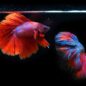 siamese-fighting-fish-g321b1a04c_640 siamese-fighting-fish-g321b1a04c_640